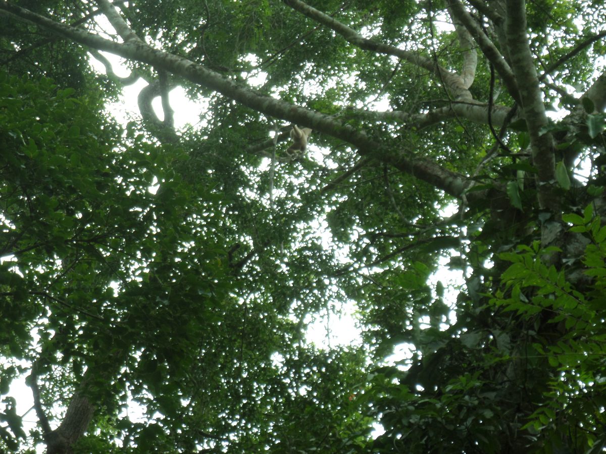 Wildlife spotting in&nbsp;Phetchaburi