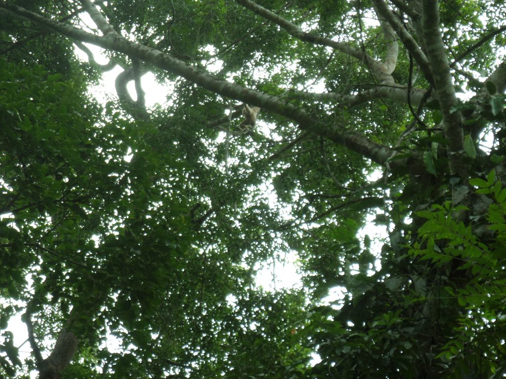 Wildlife spotting in&nbsp;Phetchaburi