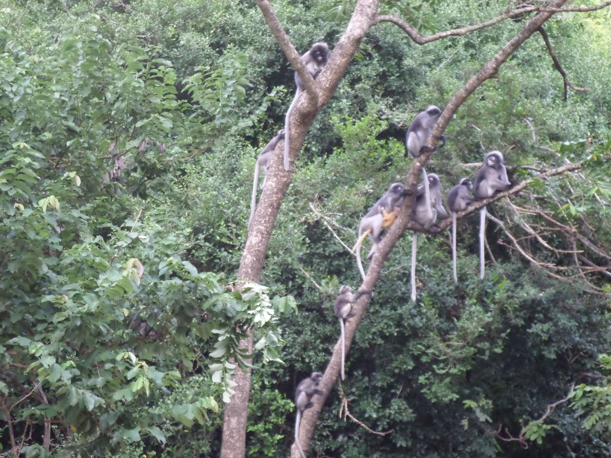 Perfection in Prachuap