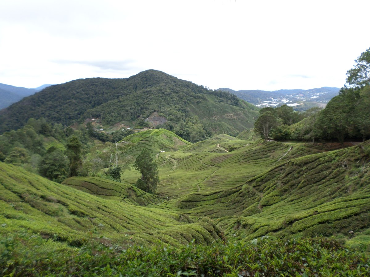 Feeling the cold in Cameron&nbsp;Highlands