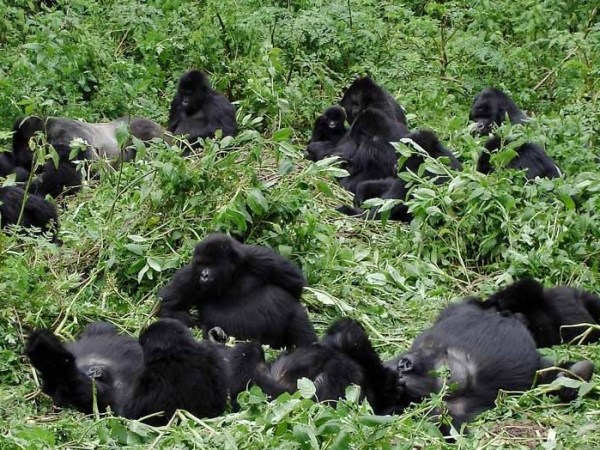 How to book Gorilla permits for Uganda from the&nbsp;UK