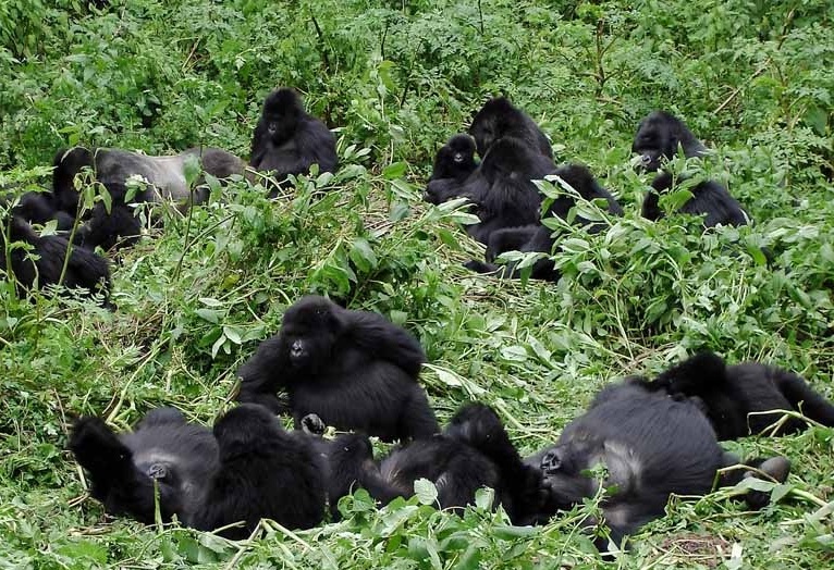 How to book Gorilla permits for Uganda from the&nbsp;UK