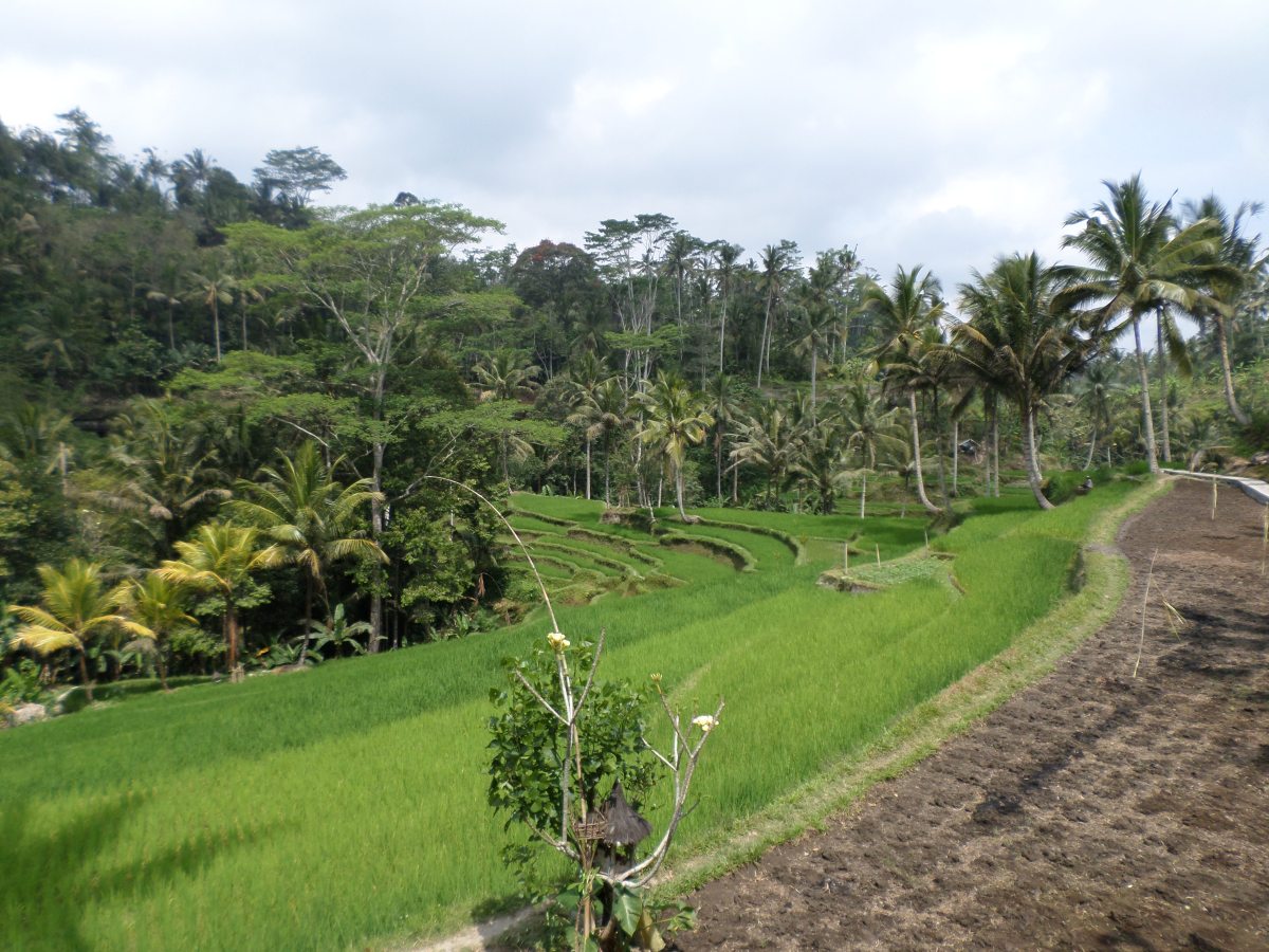 “Culture” in Ubud