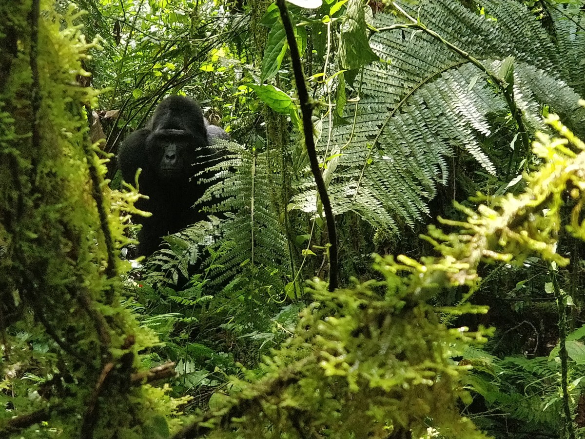 Gorilla tracking in Bwindi Impenetrable&nbsp;Forest