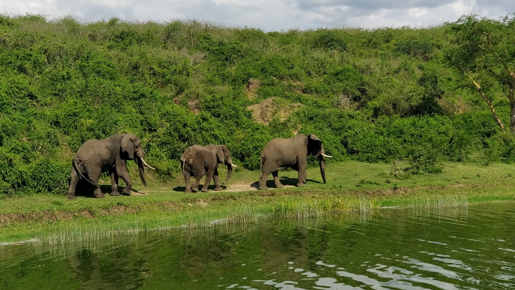 Safari self drive in Queen Elizabeth National&nbsp;Park