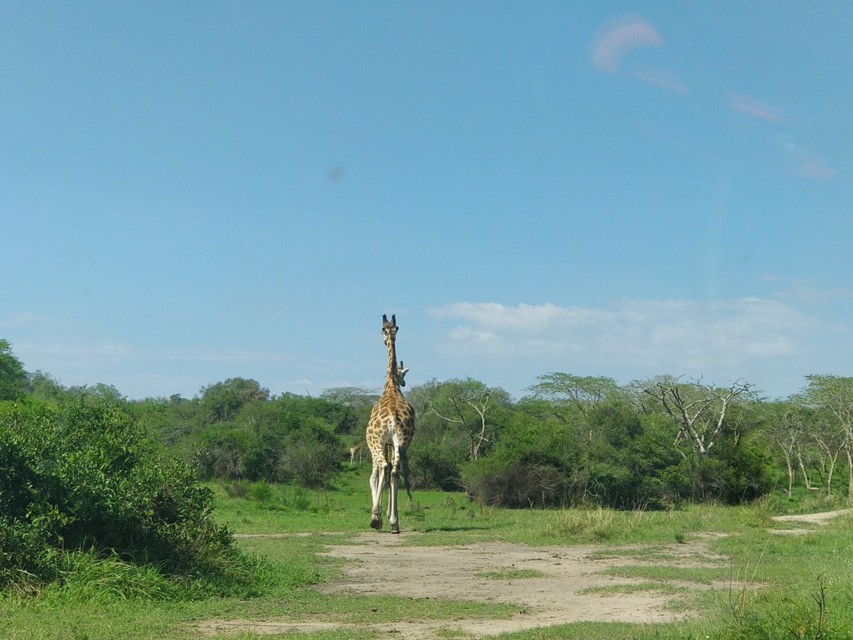 Giraffes and Zebra in Lake Mburo National&nbsp;Park