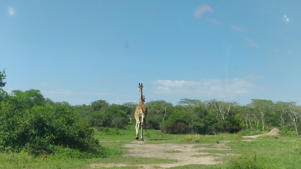 Giraffes and Zebra in Lake Mburo National&nbsp;Park