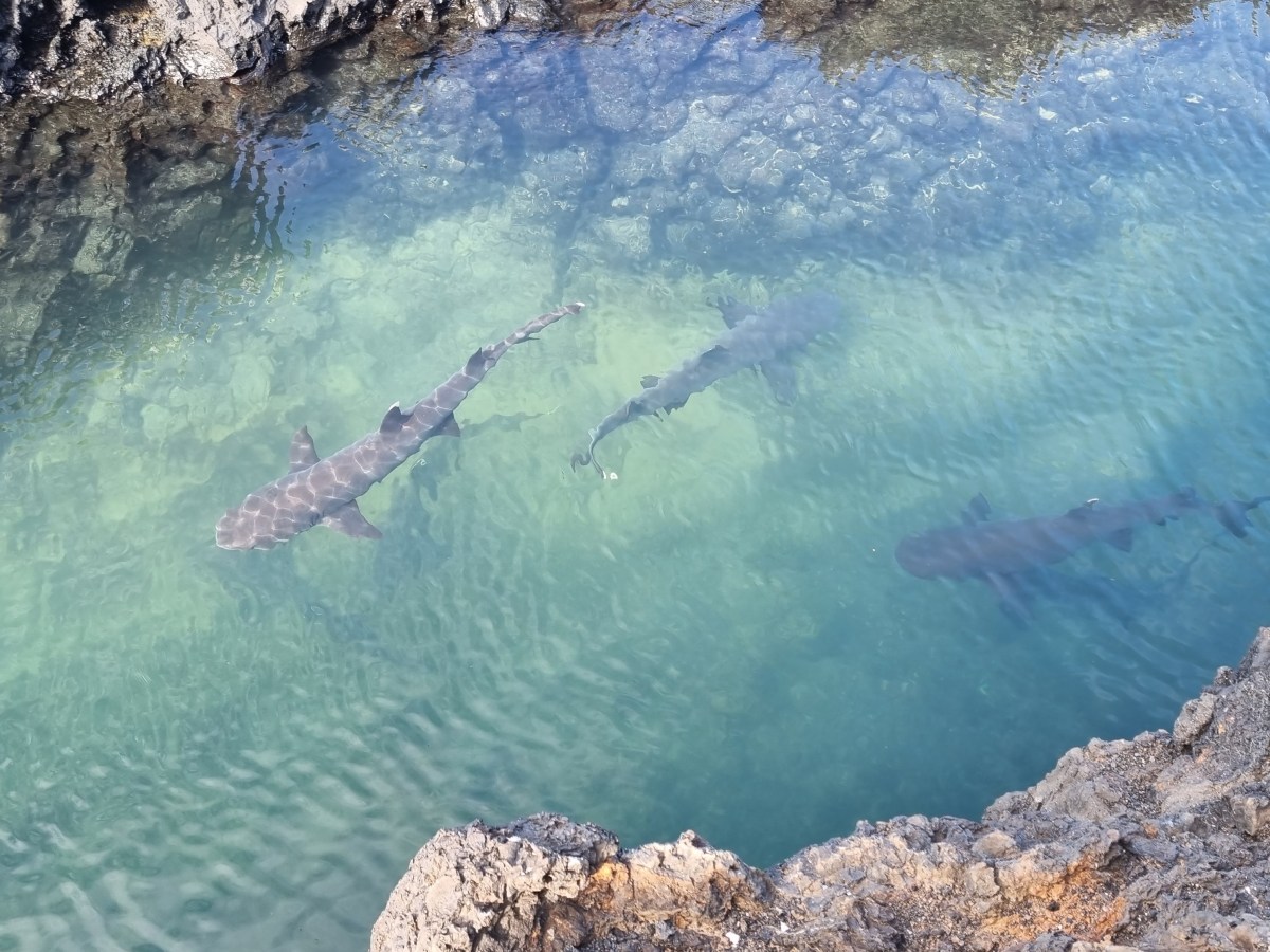 Island Life on Isabela&nbsp;(Galapagos)