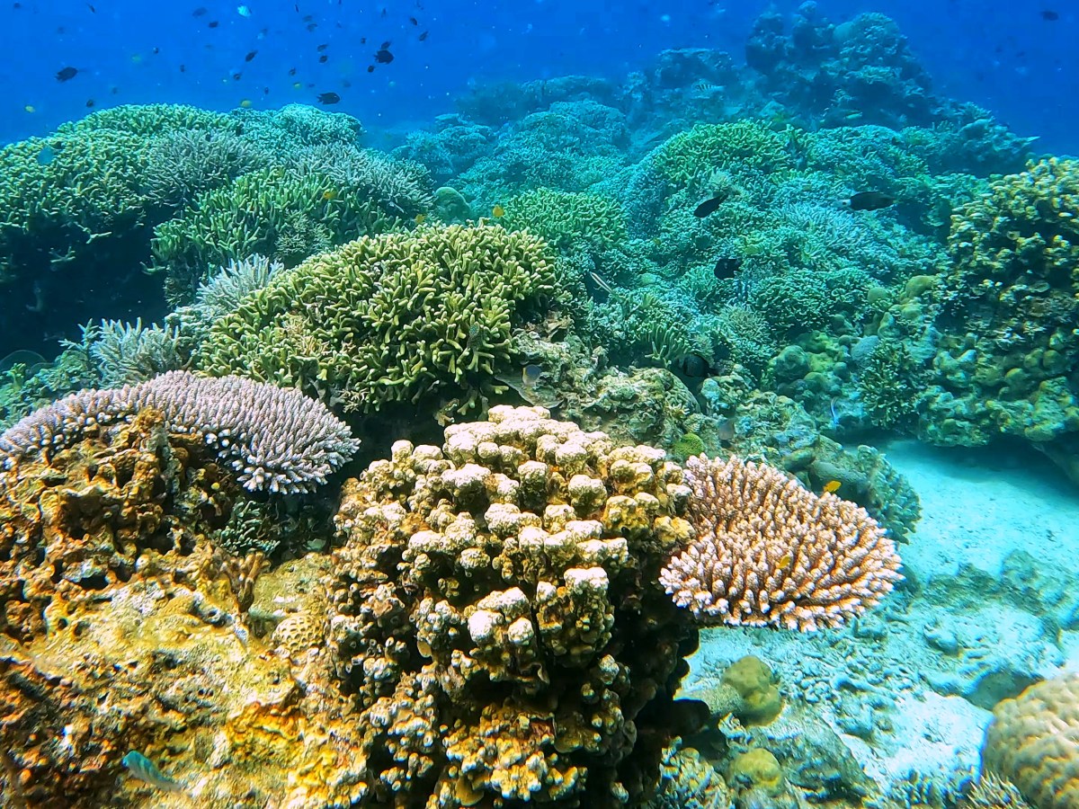 The Ultimate Snorkeling Experience – Coron to El Nido&nbsp;Expedition