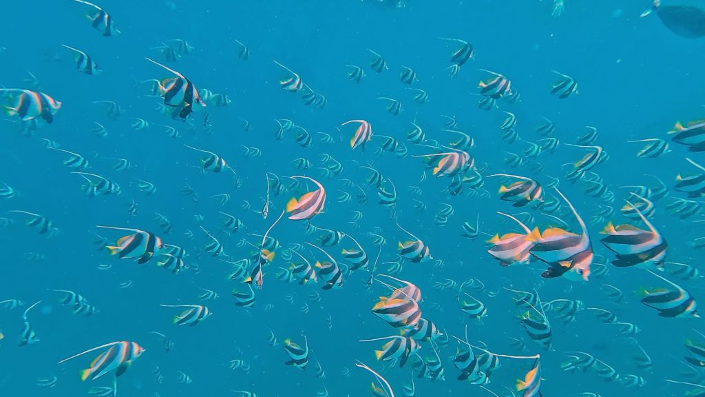 Moorish Idols in the Maldives