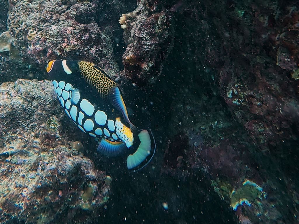Clown Triggerfish in the maldives