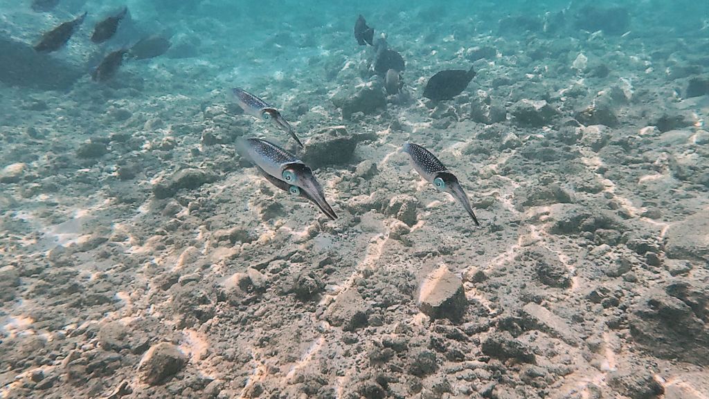 Rainbow Squid in the maldives