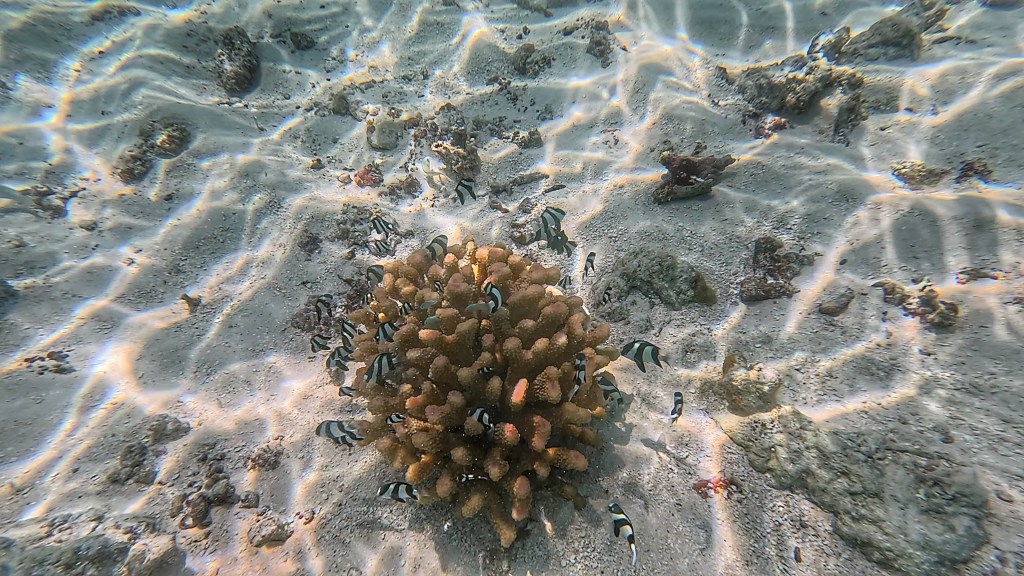 Humbug Damselfish in the Maldives
