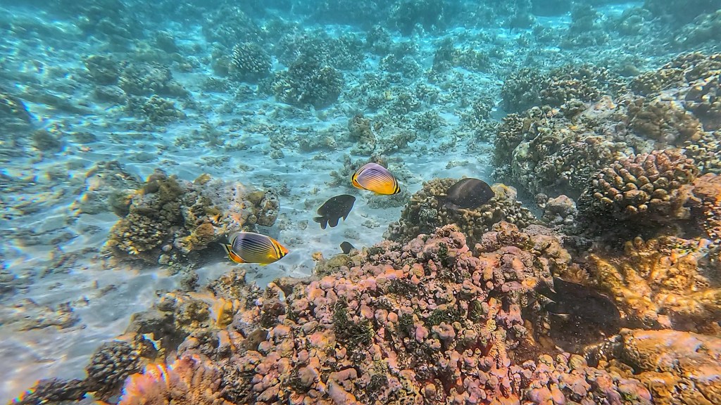 Lined Butterflyfish in the maldives