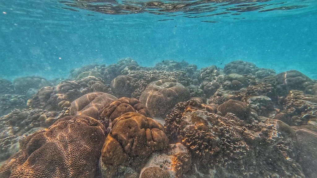 many red corals under the turquoise waters of fulhadhoo
