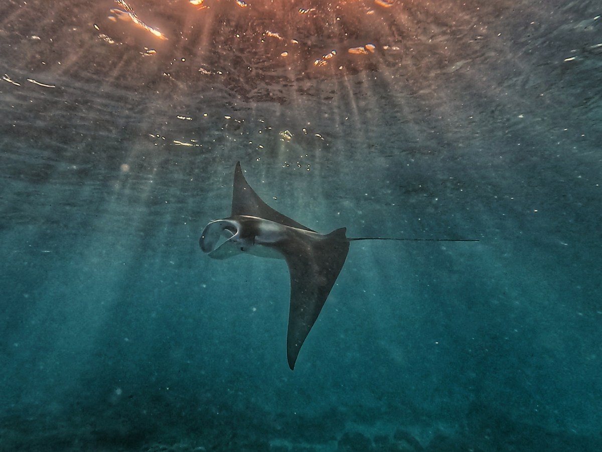 Wildlife of the Maldives: What Animals Can You See and Where to Find&nbsp;Them