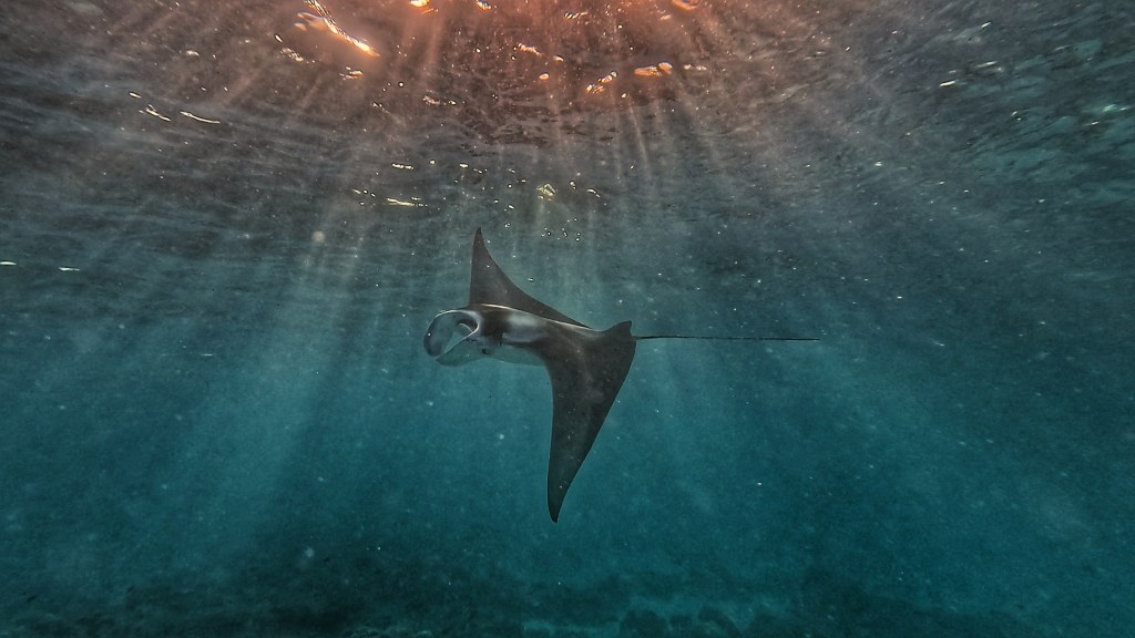 Manta Fulhadhoo