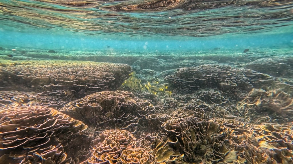 Coral reef Fulhadhoo