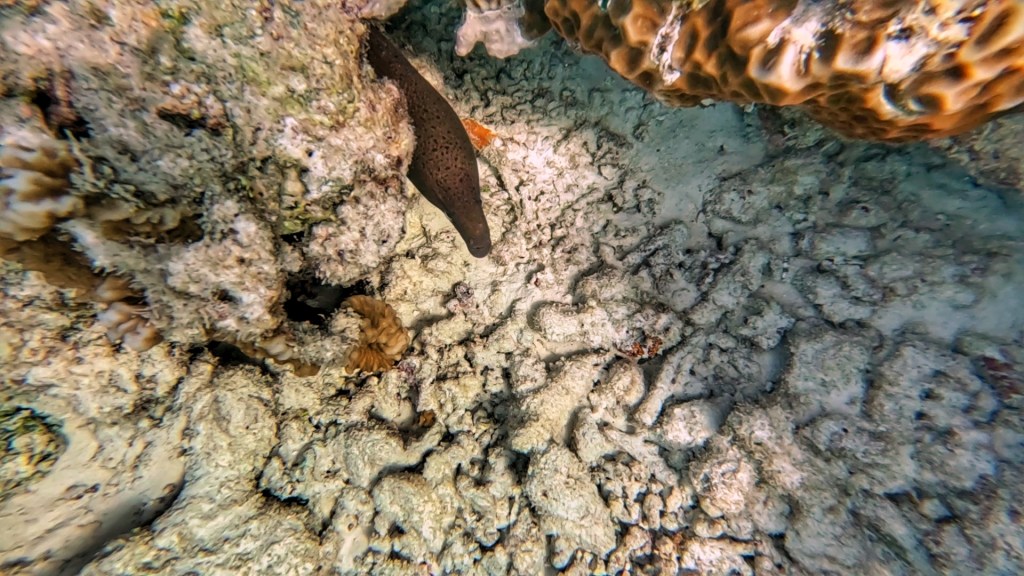 Moray Eel in the Maldives