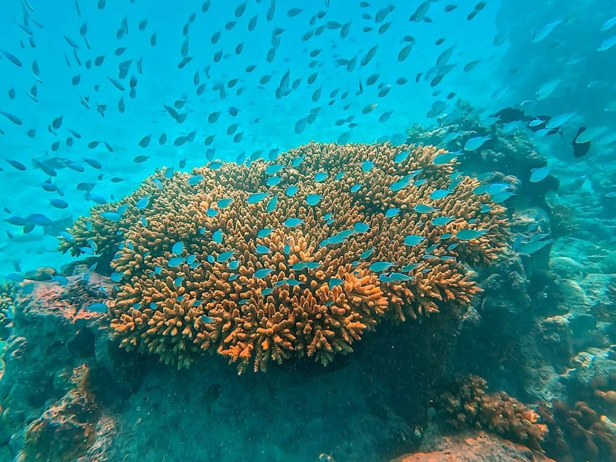 Can you really backpack The Maldives on a&nbsp;Budget?