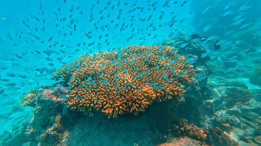 Blue Damselfish in the Maldives