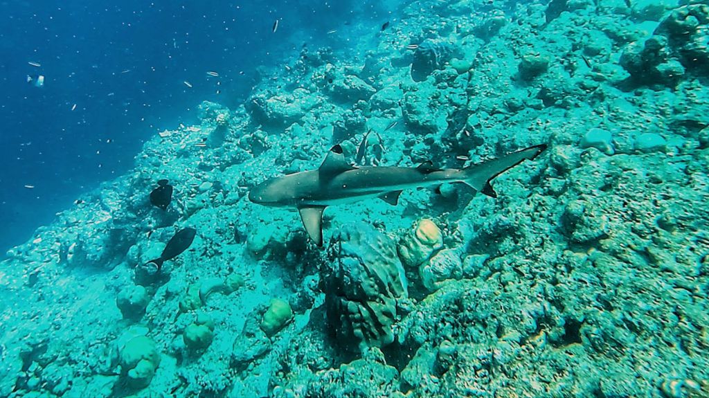 Black Tip Reef shark in the Maldives Sheraton Reef