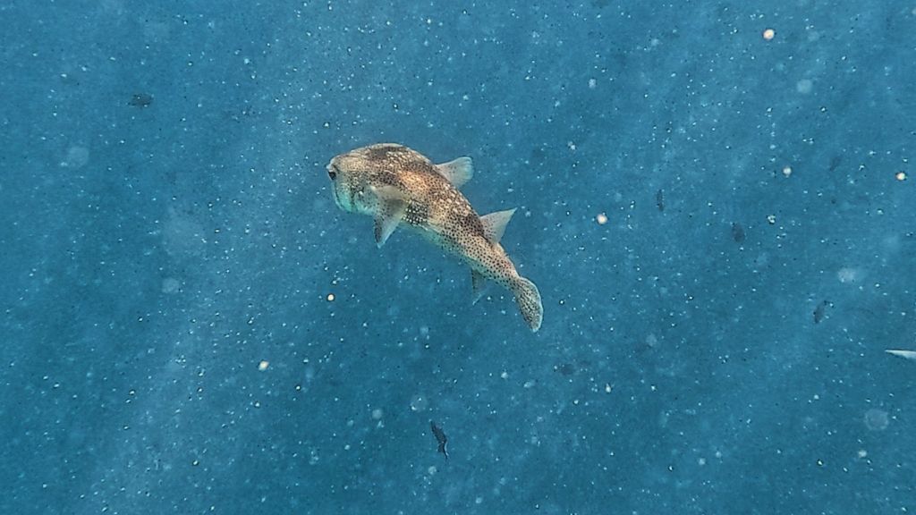 Black Spotted Pufferfish in the Maldives