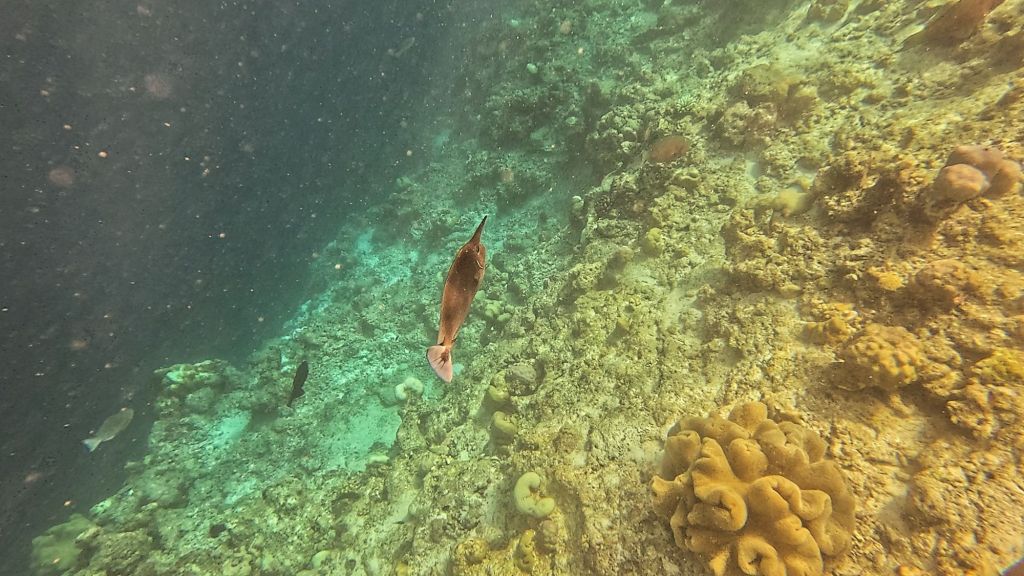 Unicornfish in the Maldives