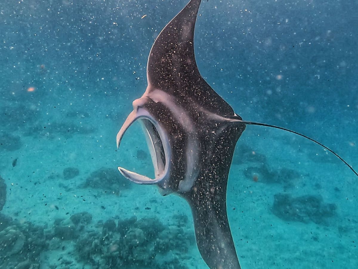 6 Things to do on Fulhadhoo for Nature and Wildlife&nbsp;Lovers