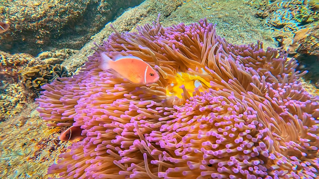 Snorkelling in Koh&nbsp;Tao