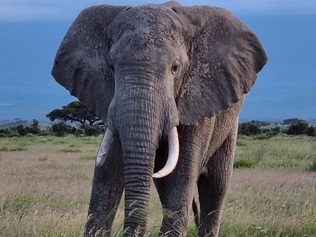 Safari in Amboseli National&nbsp;Park