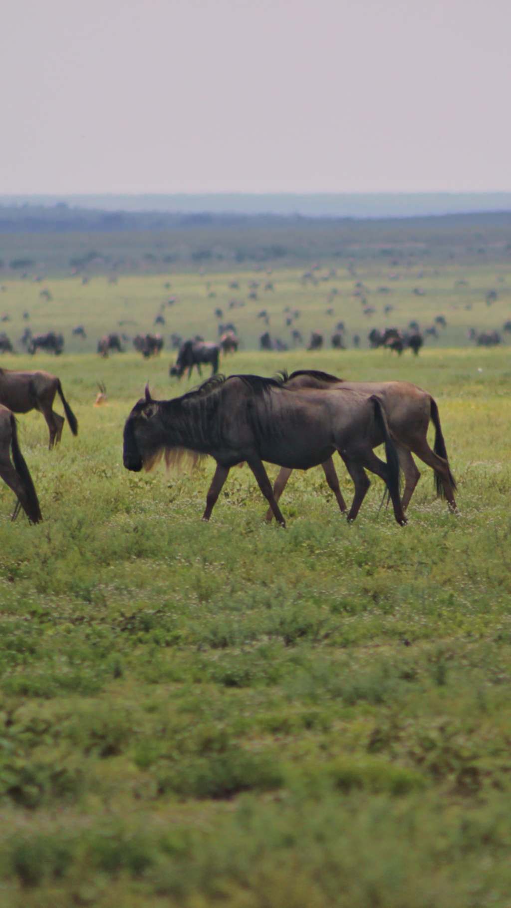 How to ruin a Safari in&nbsp;Tanzania