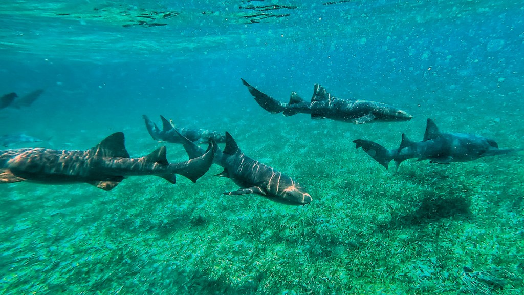 Chilling in Caye&nbsp;Caulker