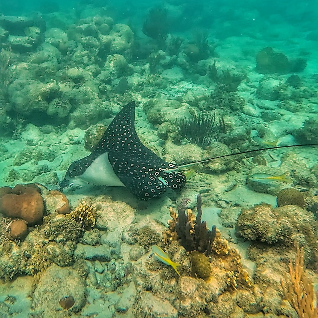 Taking it Easy in Tobacco&nbsp;Caye