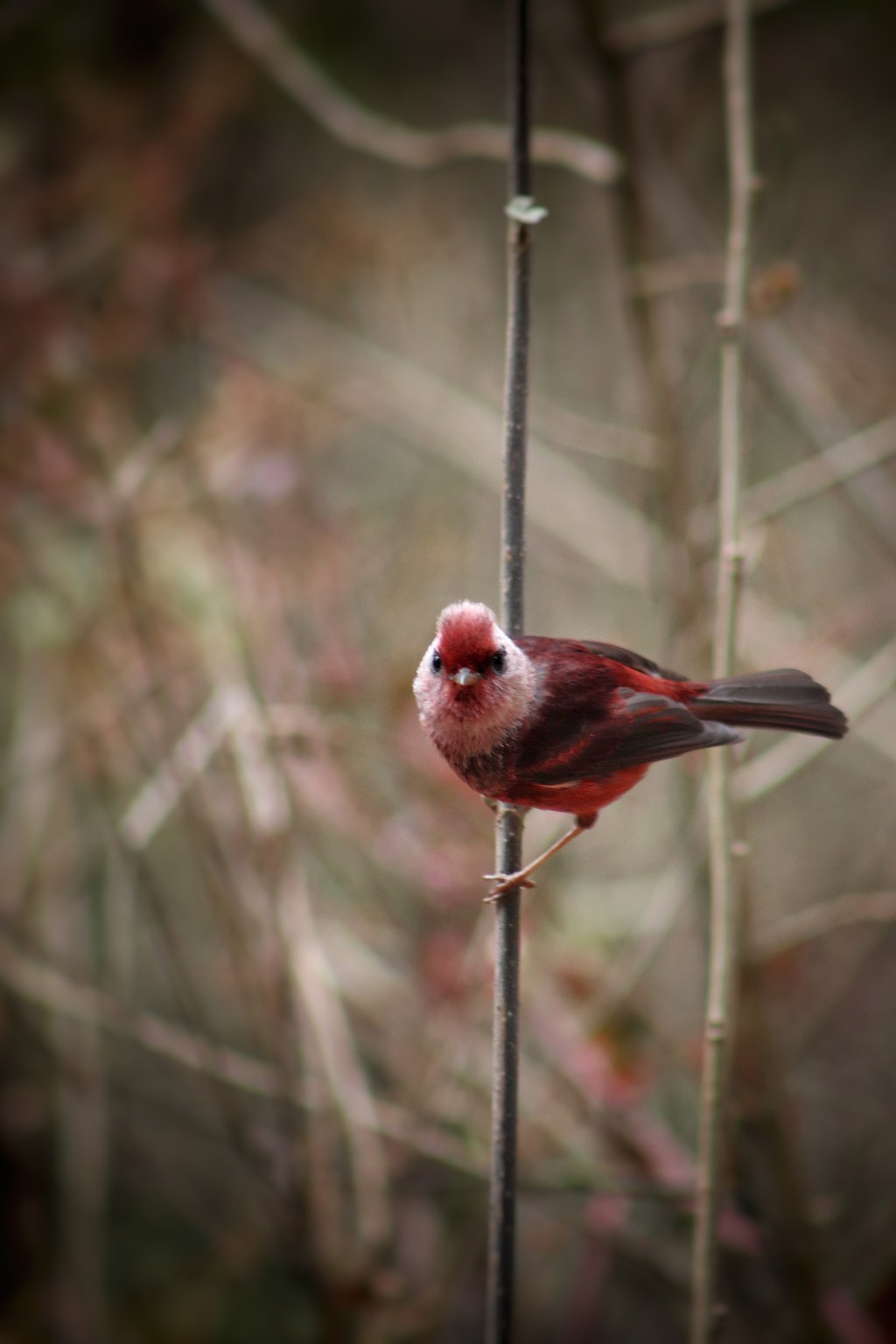 Unexpected Birding in&nbsp;Xela