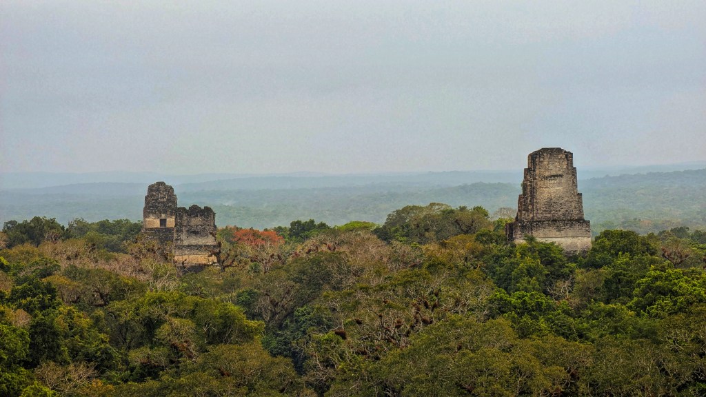 Incredible Wildlife and Ruins at&nbsp;Tikal