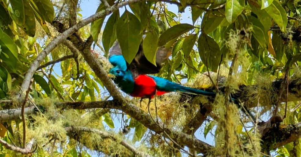 Finding peace (and Quetzals) in San Gerado de&nbsp;Dota
