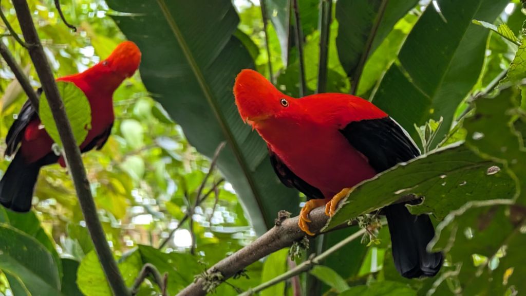 The birding starts in&nbsp;Jardín