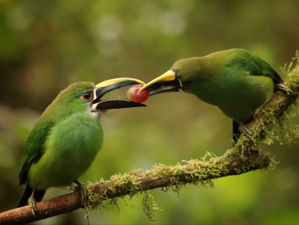 World-Class Birding in&nbsp;Manizales