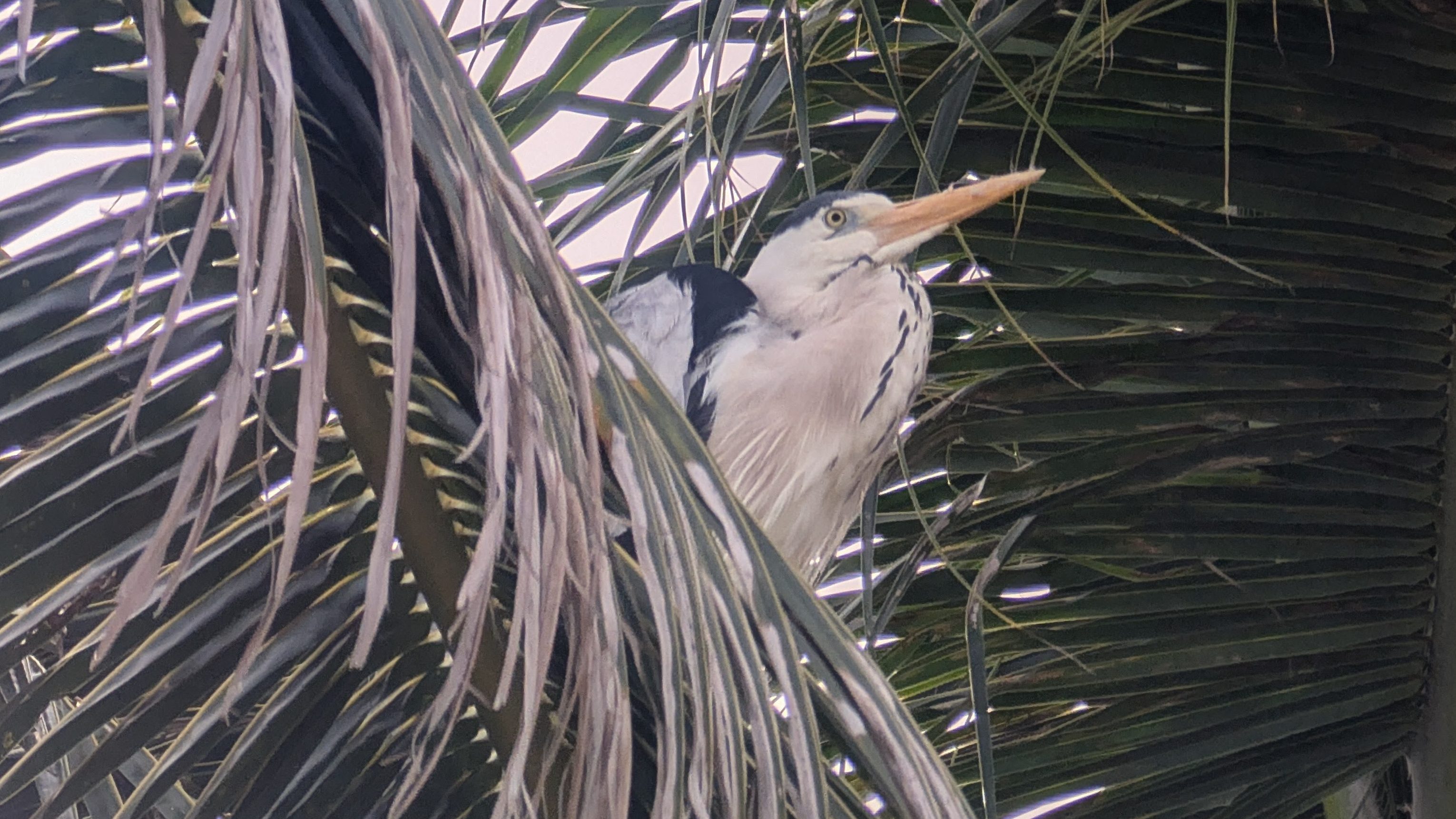 grey heron in the maldives